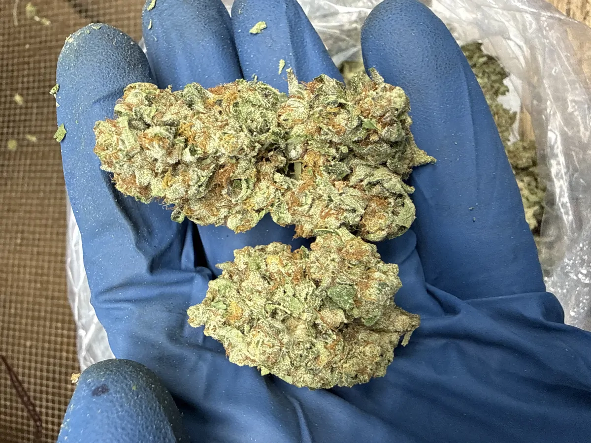 Gelato 41 Flower
